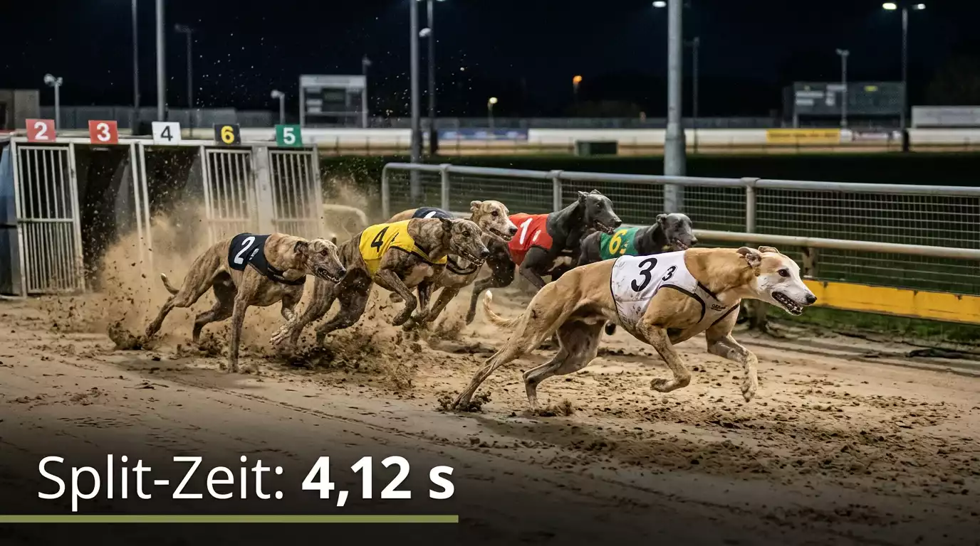 Greyhounds in den ersten Metern nach dem Start mit Splitzeit-Messung